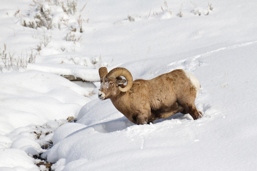 Bighorn sheep ram in snow Bighorn sheep ram in snow