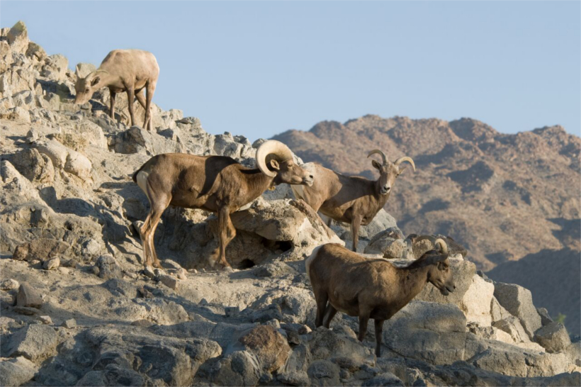 Bighorn Family Bighorn Family