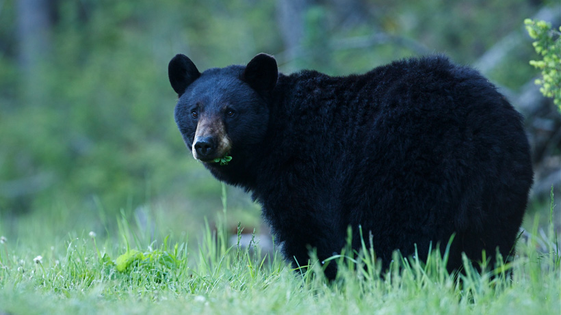 Black bear eating grass Black bear eating grass