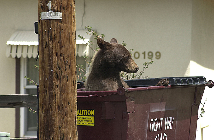 Black bear in dumpster in Colorado Black bear in dumpster in Colorado