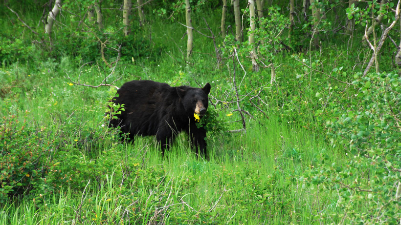 Black bear in mountains Black bear in mountains