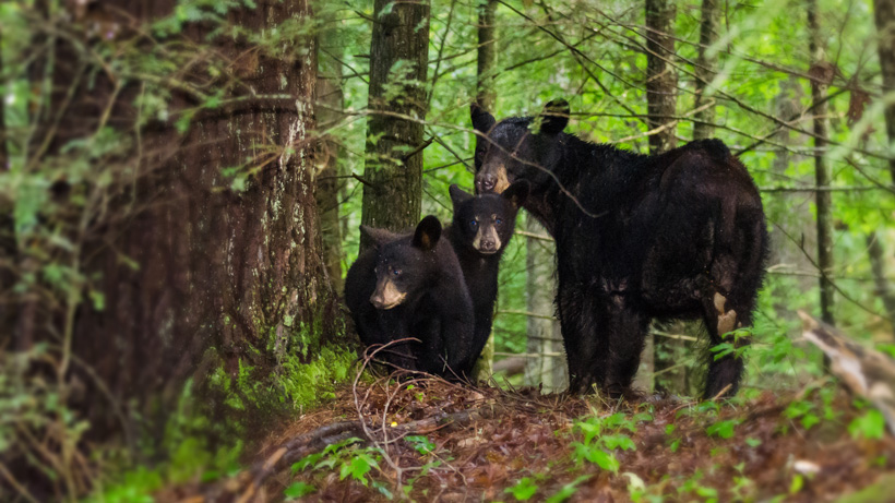 Black Bear Black Bear