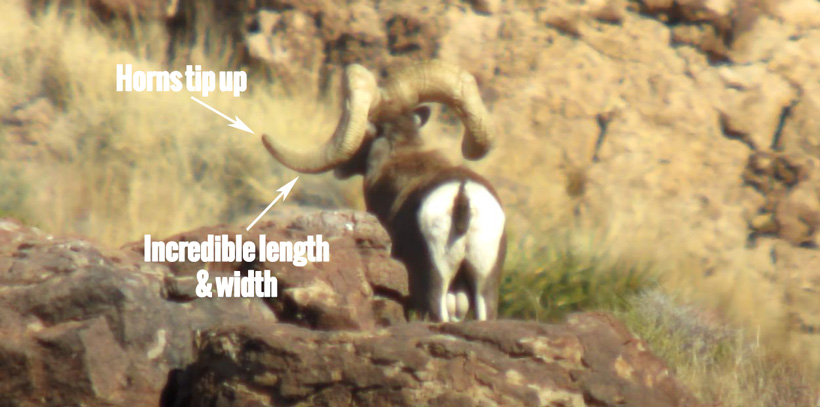 Bob Oconnors desert bighorn showing the horn length Bob Oconnors desert bighorn showing the horn length