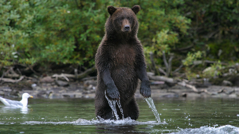 BC Grizzly BC Grizzly