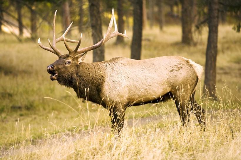 Bull elk bugling in the rut Bull elk bugling in the rut