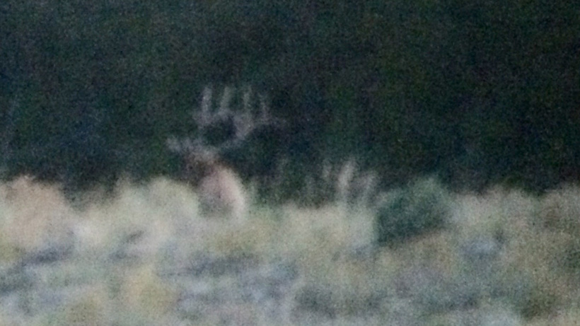 Bull elk digiscope photo at long distance Bull elk digiscope photo at long distance