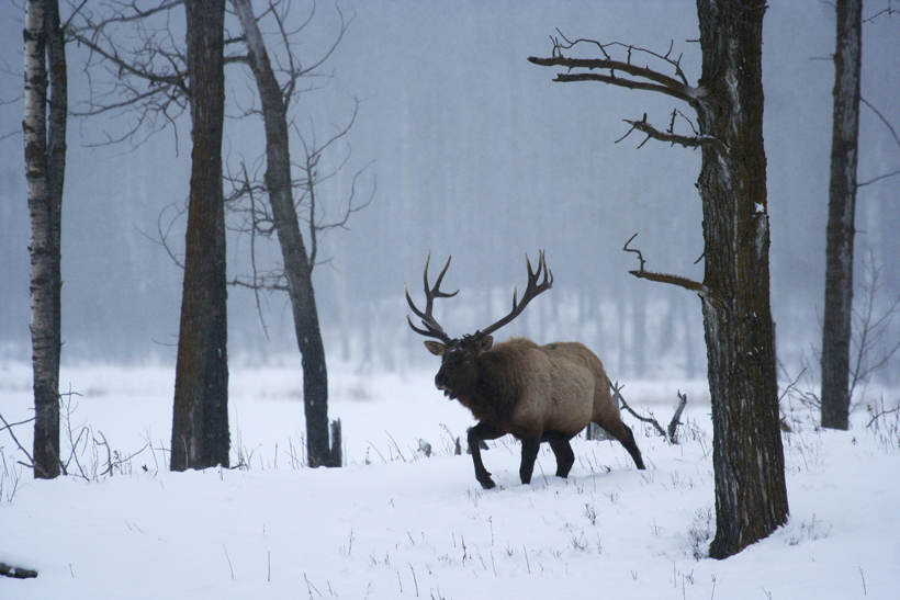 Bull elk in the late season Bull elk in the late season