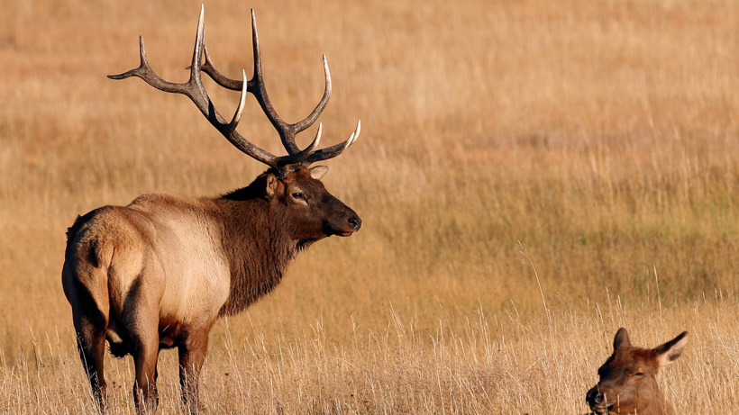 Bull elk in field Bull elk in field