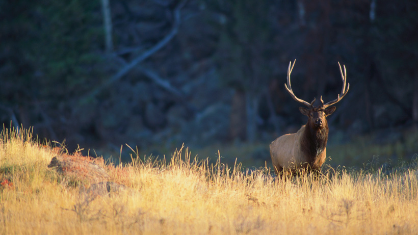 Bull elk in mountains Bull elk in mountains