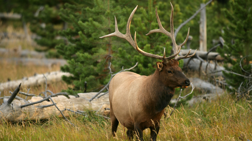 Bull elk in timber Bull elk in timber