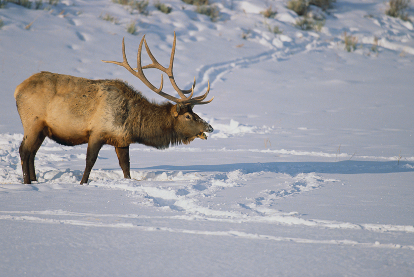 Bull elk in winter Bull elk in winter