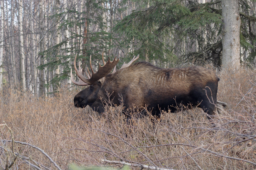 Large bull moose in timber Large bull moose in timber