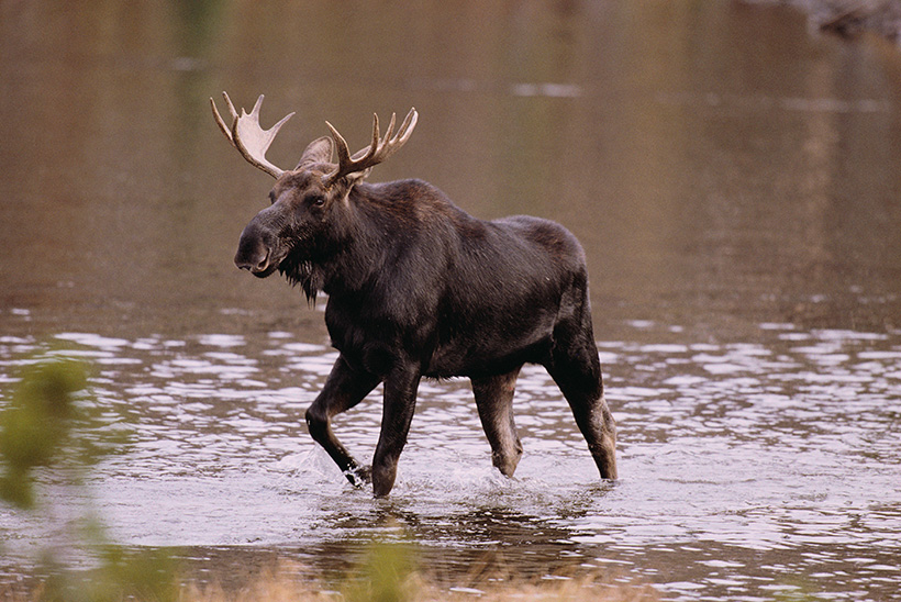 Bull Moose Bull Moose
