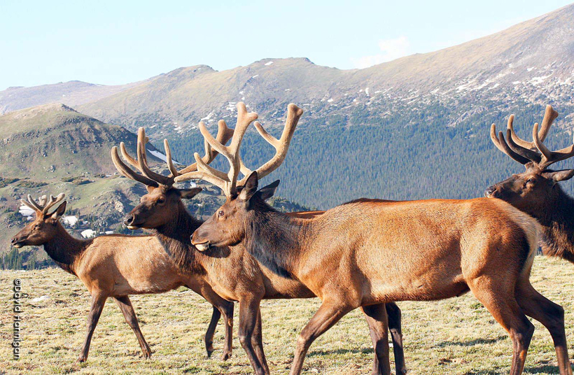 Close-up velvet bull elk Close-up velvet bull elk