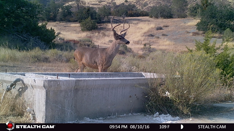California blacktail deer on trail camera California blacktail deer on trail camera