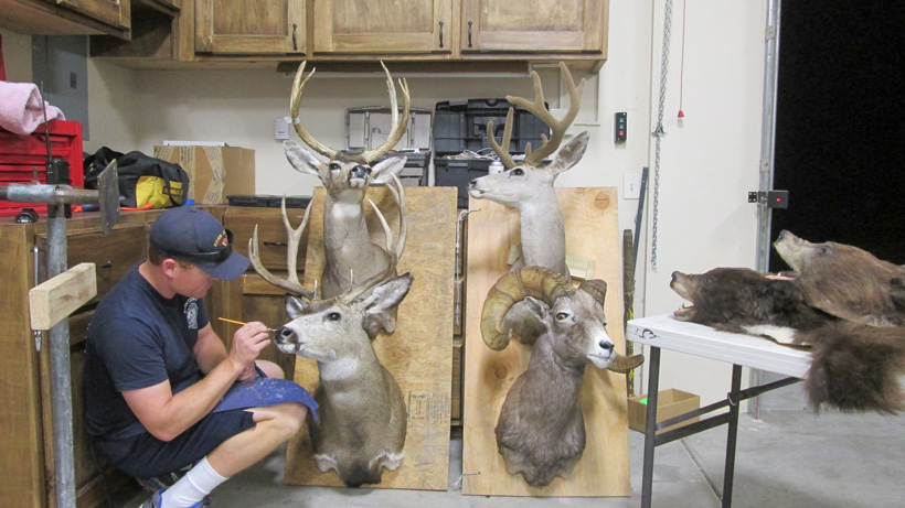 Checking over taxidermy mounts Checking over taxidermy mounts