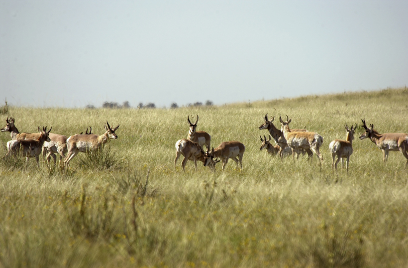 Colorado antelope herd Colorado antelope herd