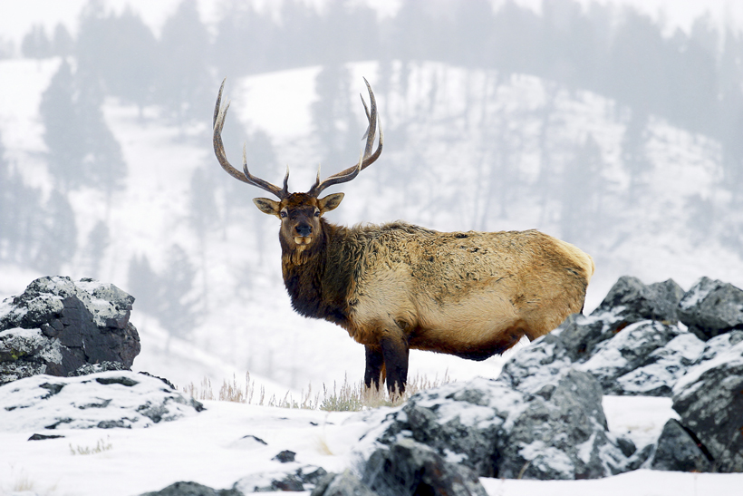 Colorado bull elk Colorado's land management approach benefits bull elk