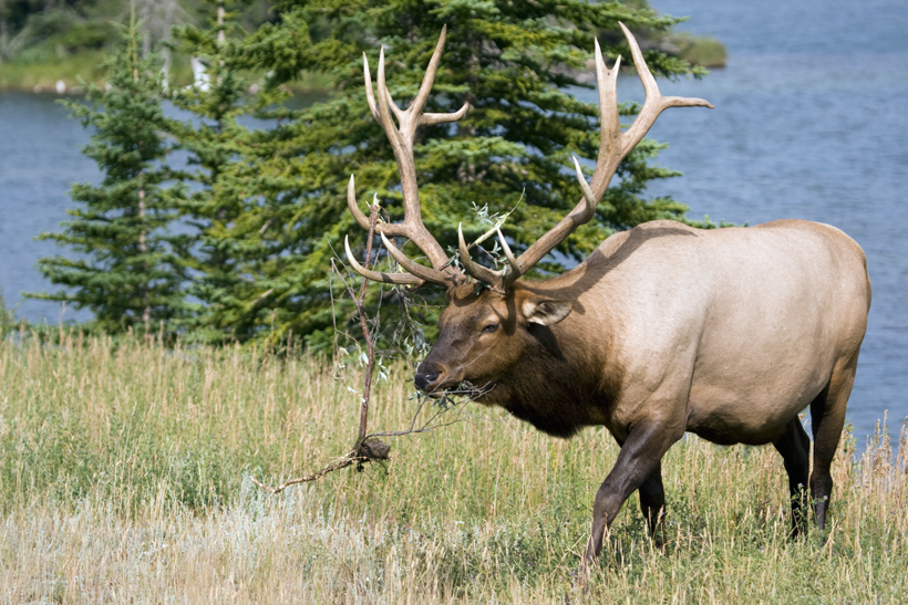 Colorado bull elk Colorado bull elk
