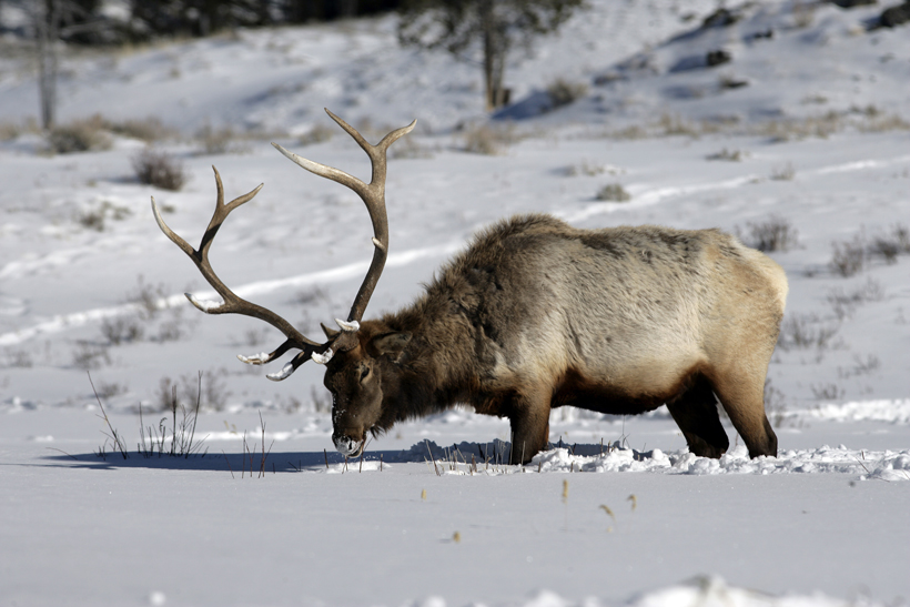 Colorado elk poaching help Colorado elk poaching help