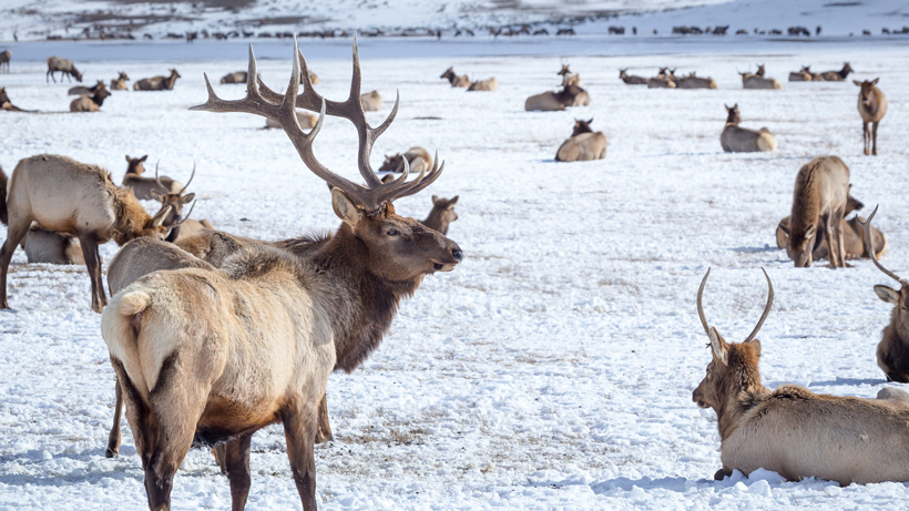 Colorado Elk Colorado Elk