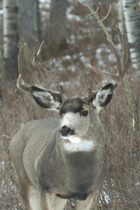 Colorado mule deer buck Colorado mule deer buck