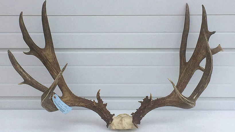 Colorado mule deer poaching Colorado mule deer poaching