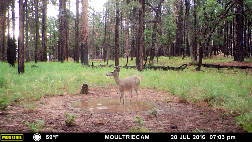 Coues deer in a small water catchment Coues deer in a small water catchment