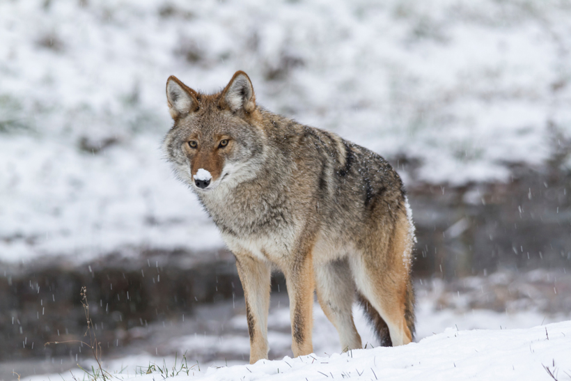 Coyote contest hunting ban Coyote contest hunting ban