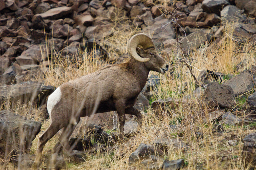 California Bighorn Sheep California Bighorn Sheep