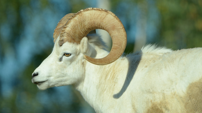 Dall sheep closeup Dall sheep closeup