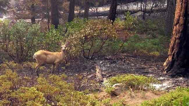 Deer returning to burned area Deer returning to burned area