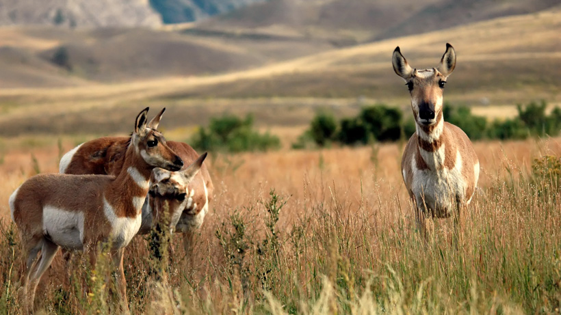 Doe and fawn antelope Doe and fawn antelope