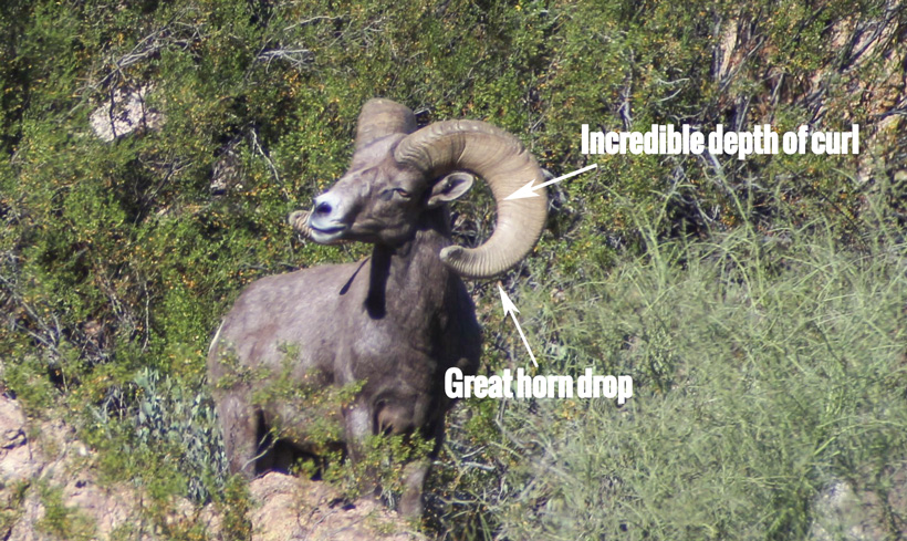 Dolly bighorn sheep showing depth of horn curl Dolly bighorn sheep showing depth of horn curl