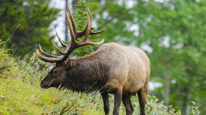 Eastern elk opportunities part 1: Pensylwania