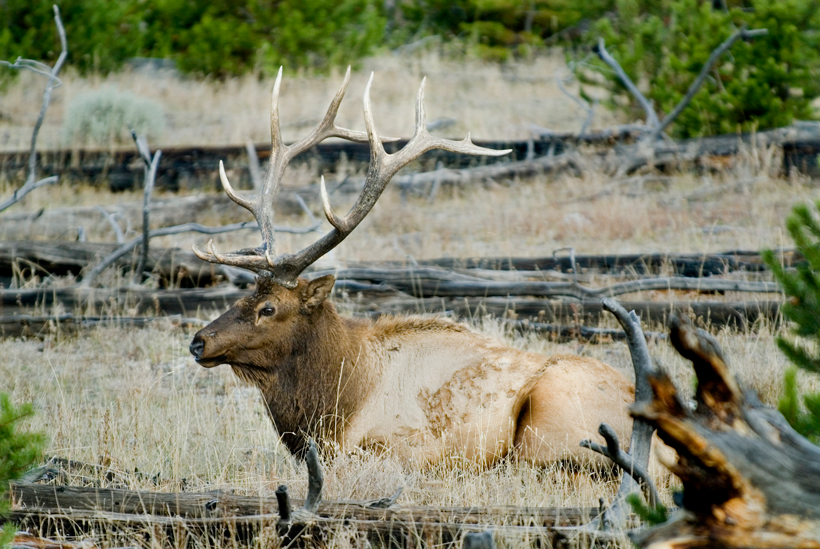 Deer and elk brainworm in Idaho Deer and elk brainworm in Idaho