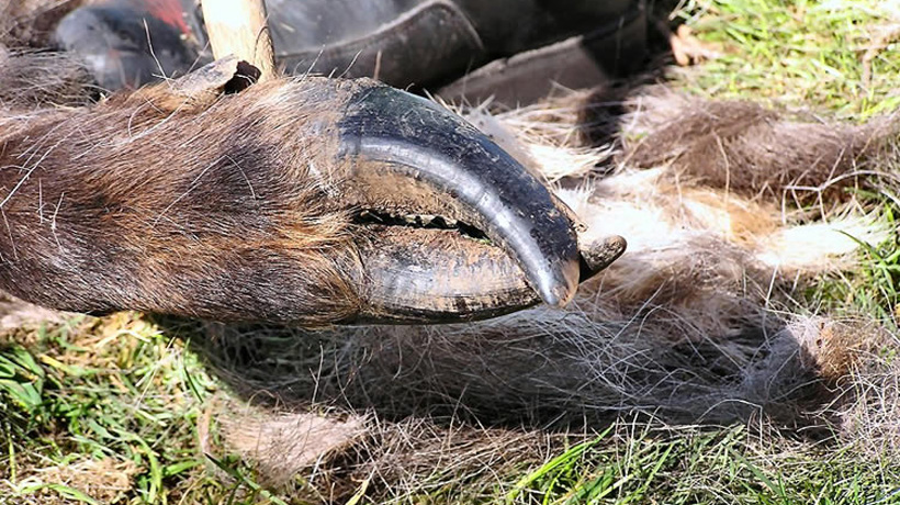 Elk hoof rot Elk hoof rot