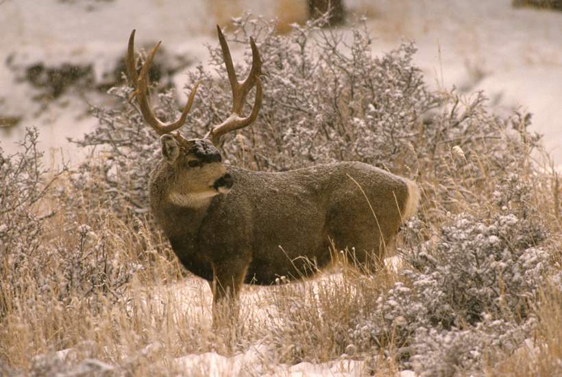 Extended deer hunt changes in Utah Extended deer hunt changes in Utah