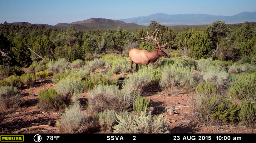 Giant Nevada bull elk on trail camera Giant Nevada bull elk on trail camera