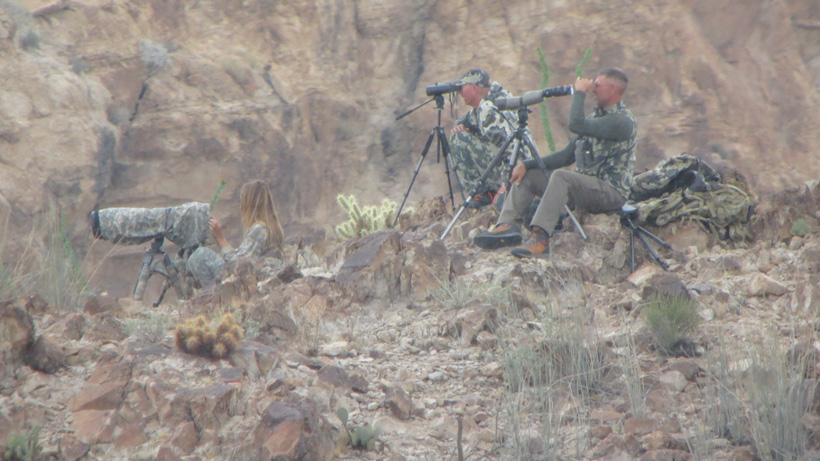 Glassing for desert bighorn sheep Glassing for desert bighorn sheep