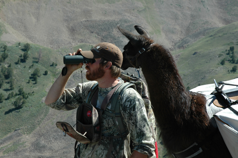 Glassing with a llama Glassing with a llama