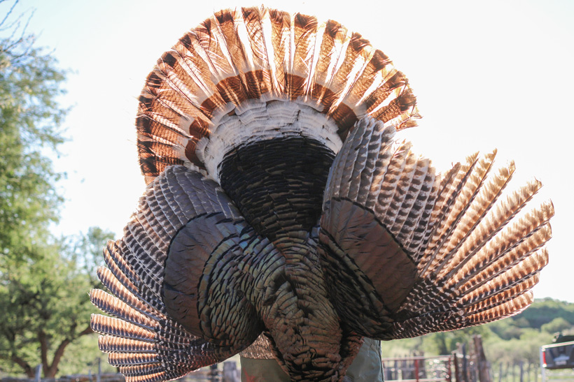 Goulds turkey hunting in Mexico Goulds turkey hunting in Mexico