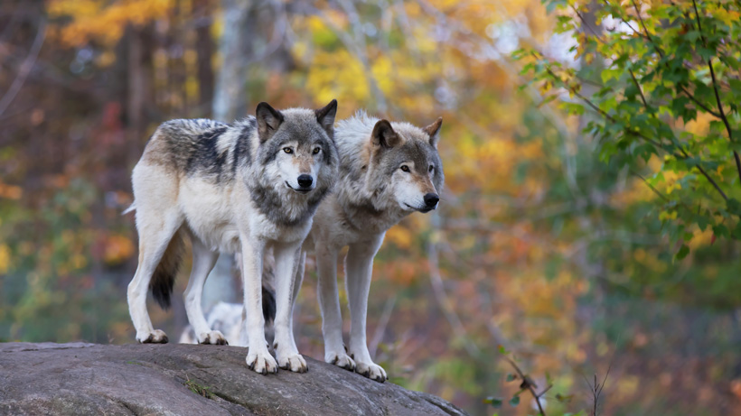 Great Lake Wolves Great Lake Wolves