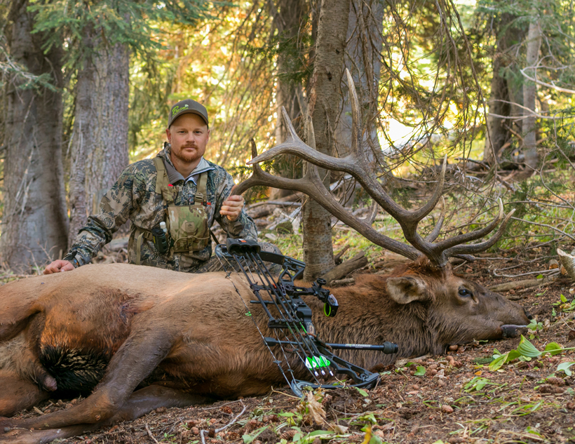 Great archery bull elk Great archery bull elk
