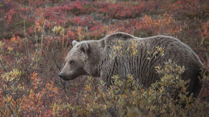 Grizzly bear in willows Grizzly bear in willows