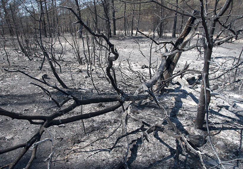 Ground after fire Ground after fire