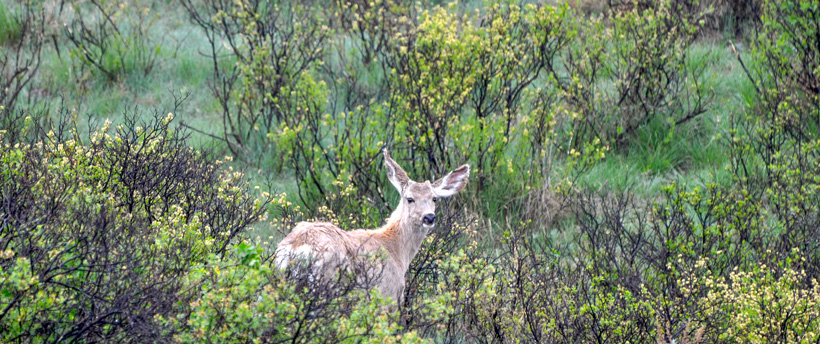 Growing mule deer buck Growing mule deer buck