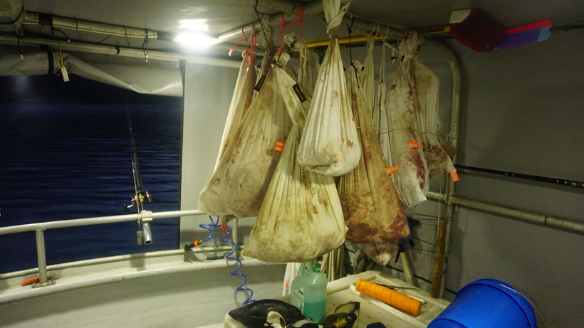 Hanging blacktail deer meat on boat Hanging blacktail deer meat on boat