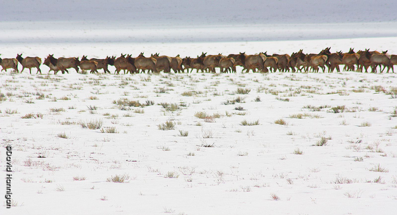 Herd of elk in Colorado Herd of elk in Colorado