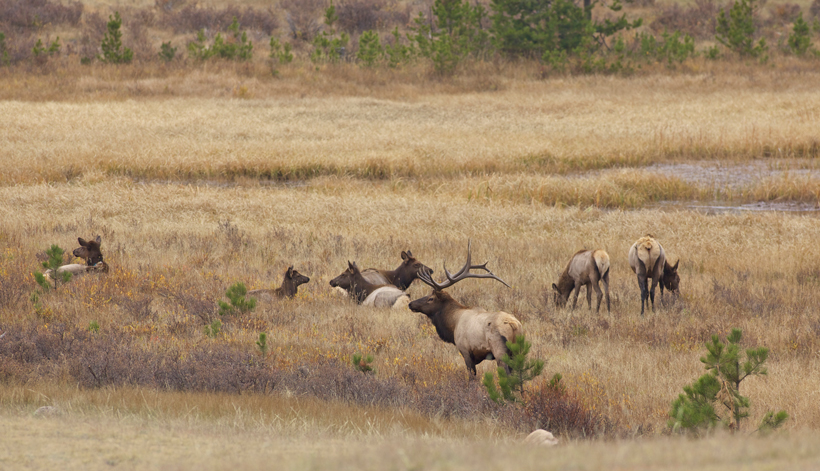 Herd of elk Herd of elk